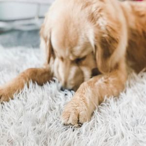 Pet Li ציוד ואביזרים לכלב מיטות לכלב Winter Pet Dog Bed Long Plush Soft Comfortable Fleece Pet Cushion Warm Sleeping Lounger Mat Puppy Kennel Pets Rest mats