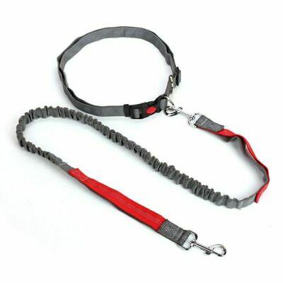 Pet Li ציוד ואביזרים לכלב רצועת ריצה לכלב    Sports And Training Outdoor Pets Dog Leashes Reflective Elastic Solid Leash Wear